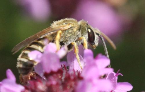 Réf. 307 769 : Seladonia sp.